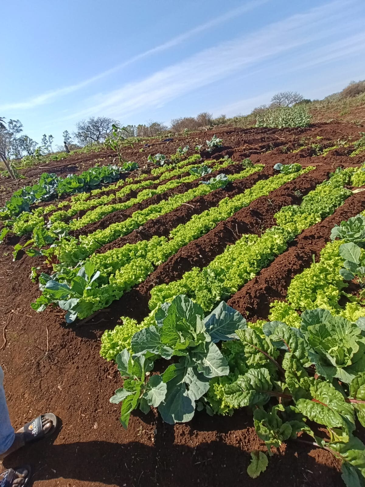 Fileiras de hortaliças na machamba Kubvala